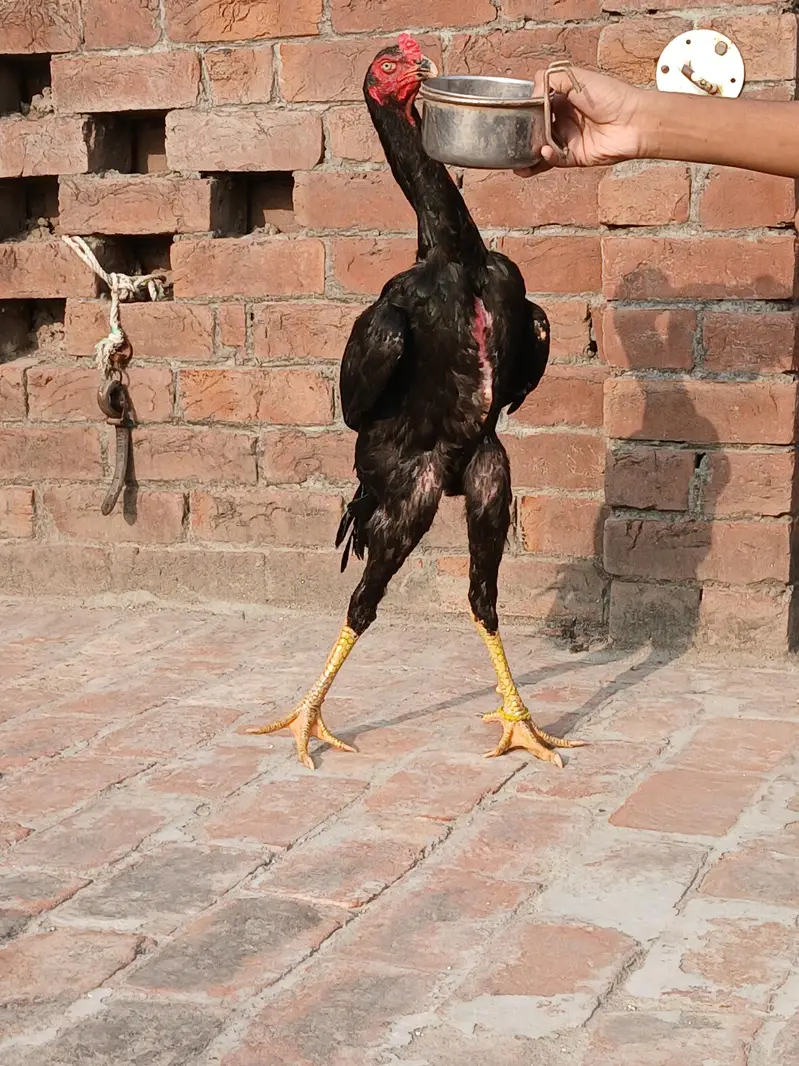O shamo male for sale age 8 months — photo 2