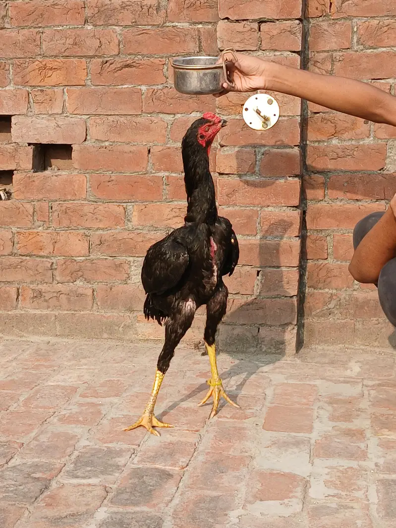 O shamo male for sale age 8 months — photo 4