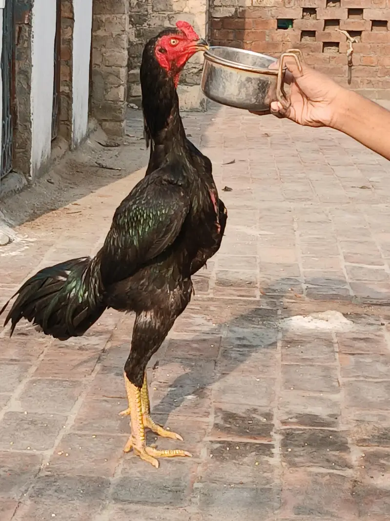 O shamo male for sale age 8 months — photo 9