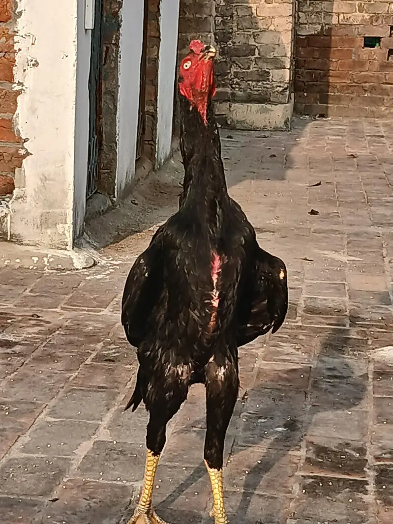O shamo male for sale age 8 months — photo 10