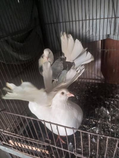 Laky pair for sell or extra male for sell