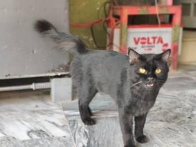 Bombay pershion catt