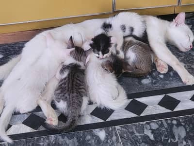 white female ha persian