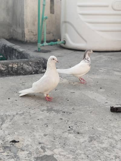 lakha breeder pair