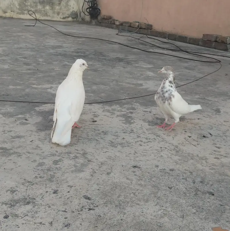 lakha breeder pair — photo 2