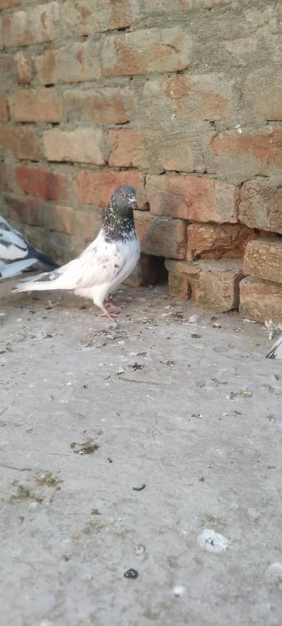 very beautiful male breder