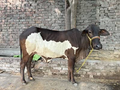 Sahiwali Mix Breed Wachi / Cow / Female