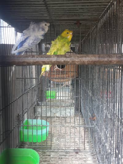 Fellow, Hogoromo budgie and Silver pied and Red pied available