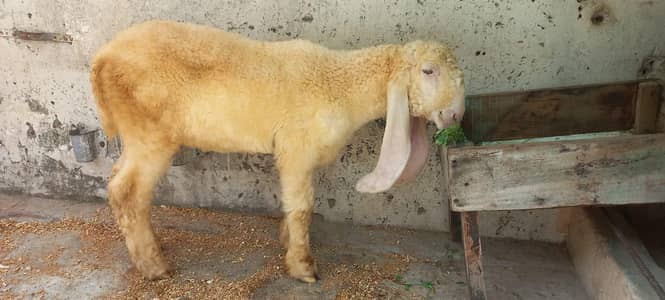 KAKA KAJLA CHATRA AGE 3 MONTHS FOR SALE IN WALTON ROAD