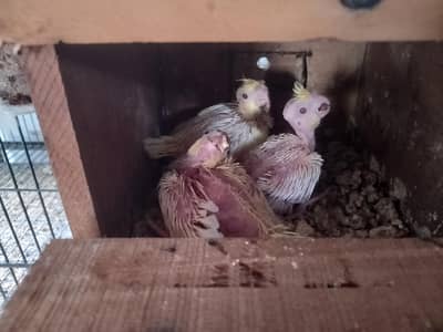 Cocktail Chicks Available for Sale - Healthy & Active (2 Pieces)