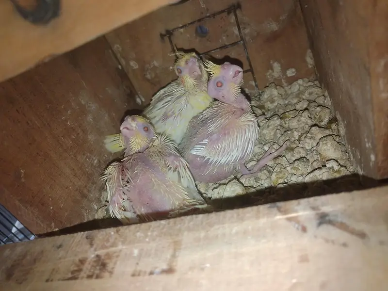 Cocktail Chicks Available for Sale - Healthy & Active (2 Pieces) — photo 2