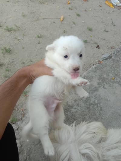 poodle puppy for sale
