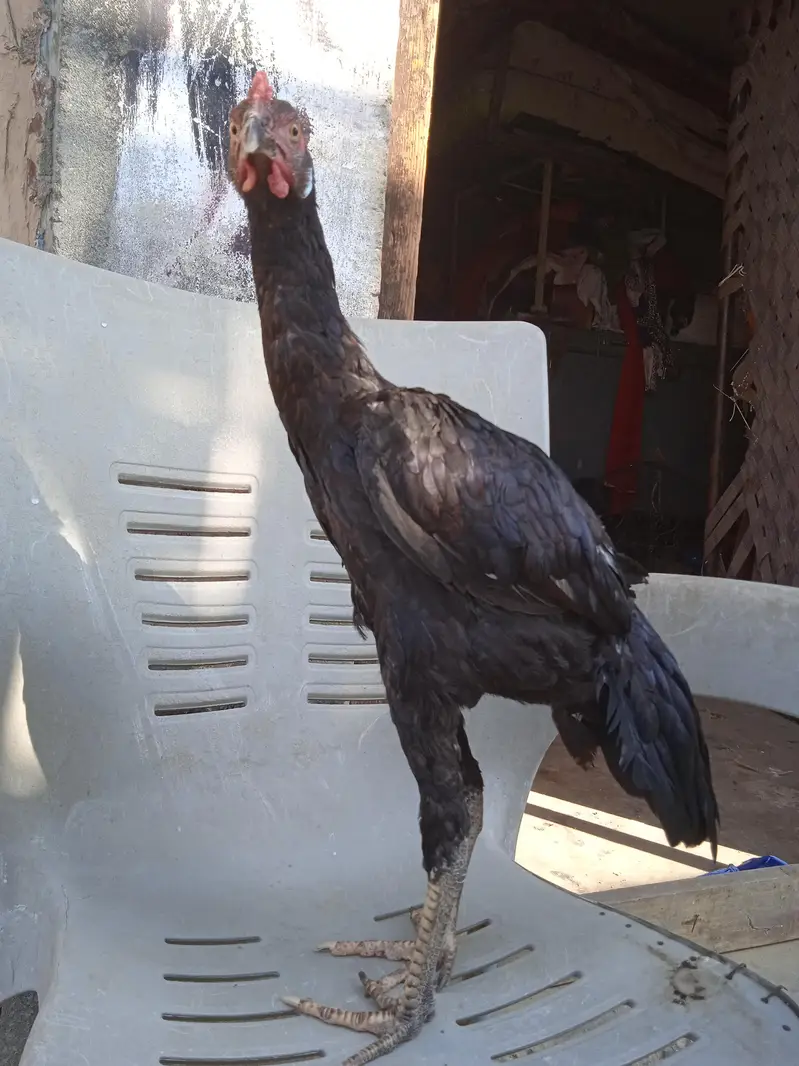 only shokeen people will contract with me — photo 2