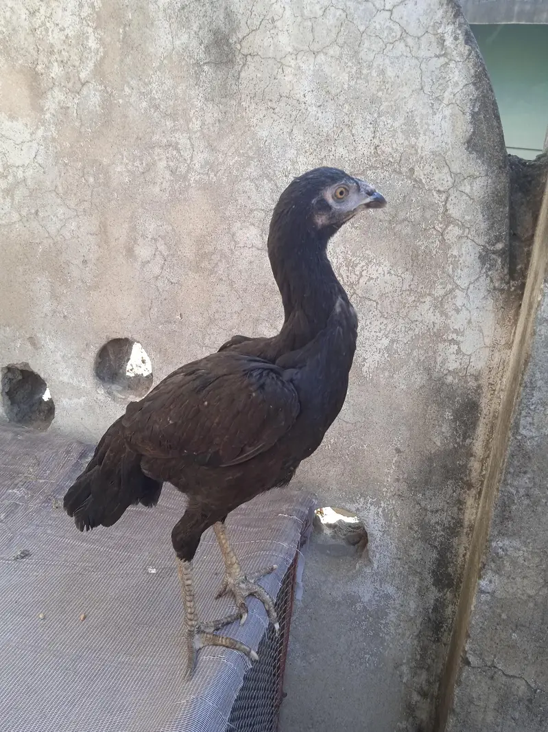 only shokeen people will contract with me — photo 5