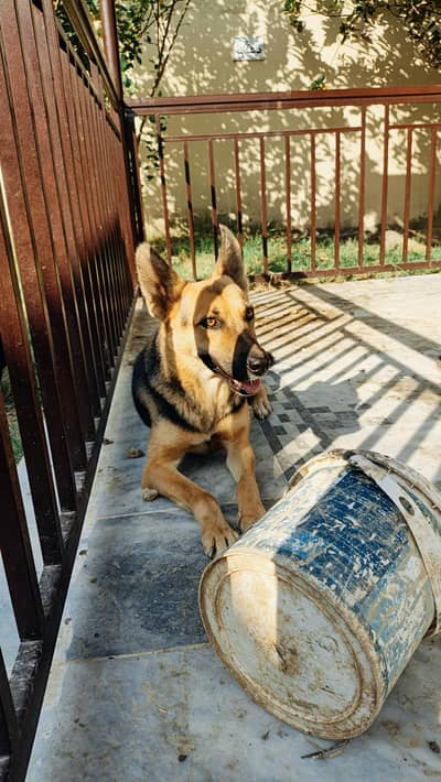 German shepherd female