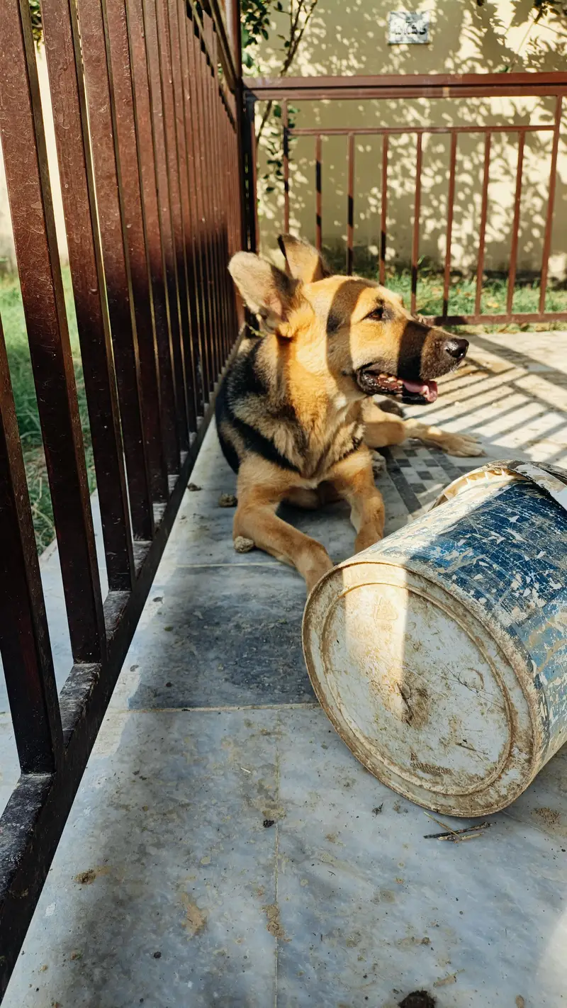 German shepherd female — photo 3