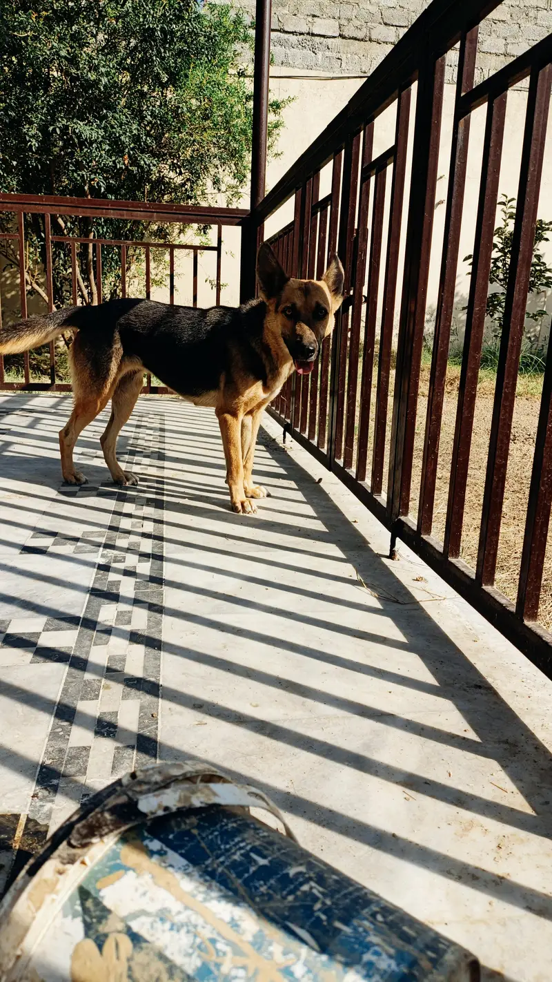 German shepherd female — photo 4