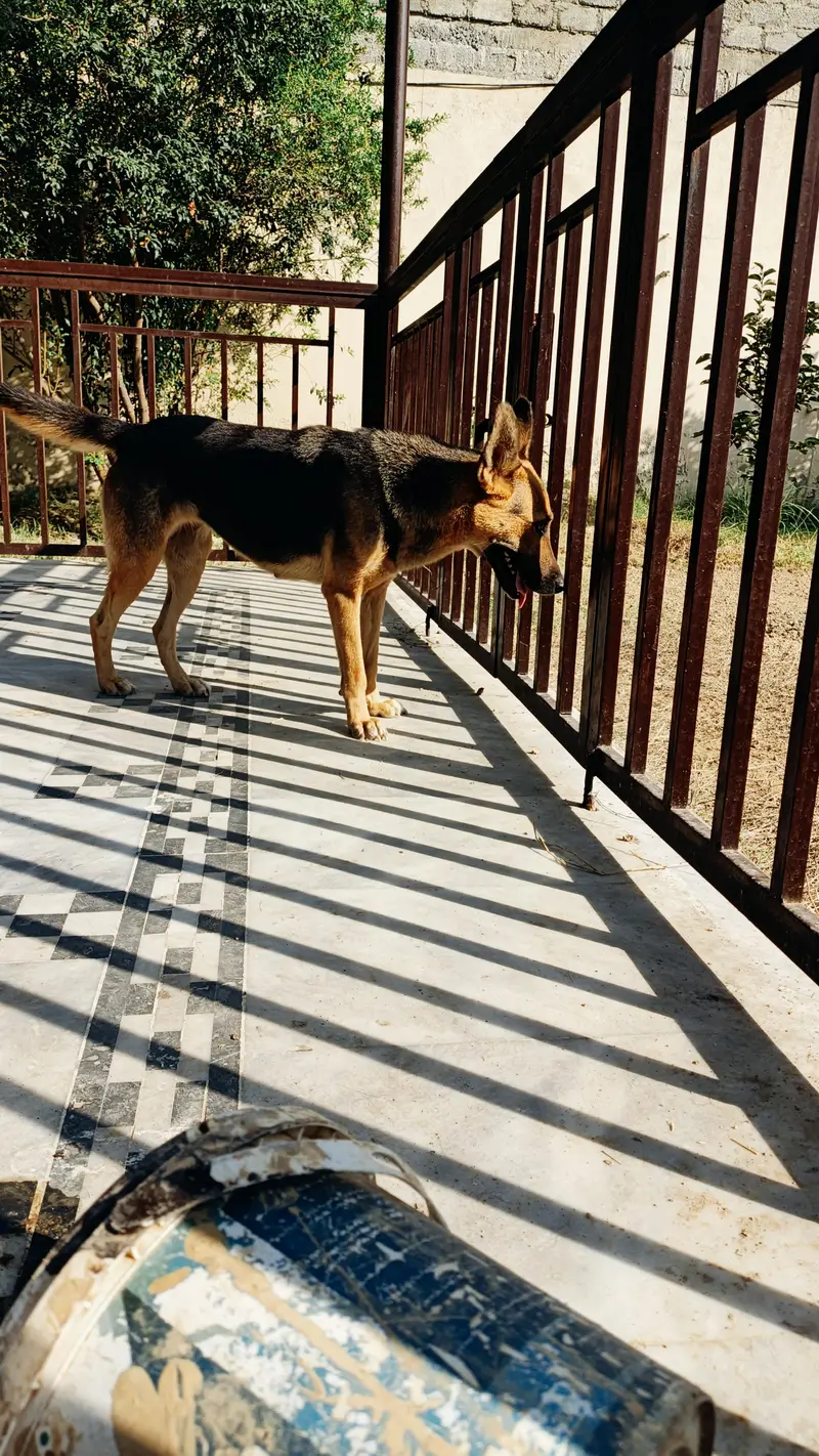 German shepherd female — photo 5