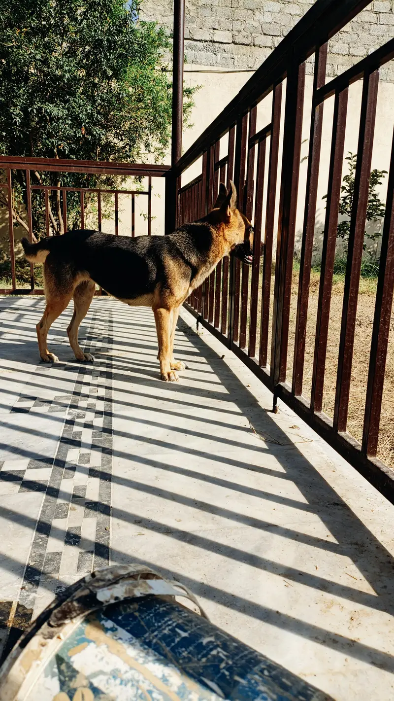 German shepherd female — photo 6