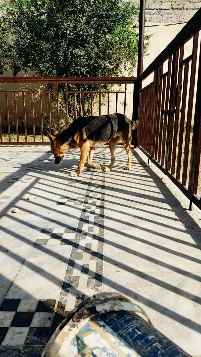 German shepherd female — photo 7