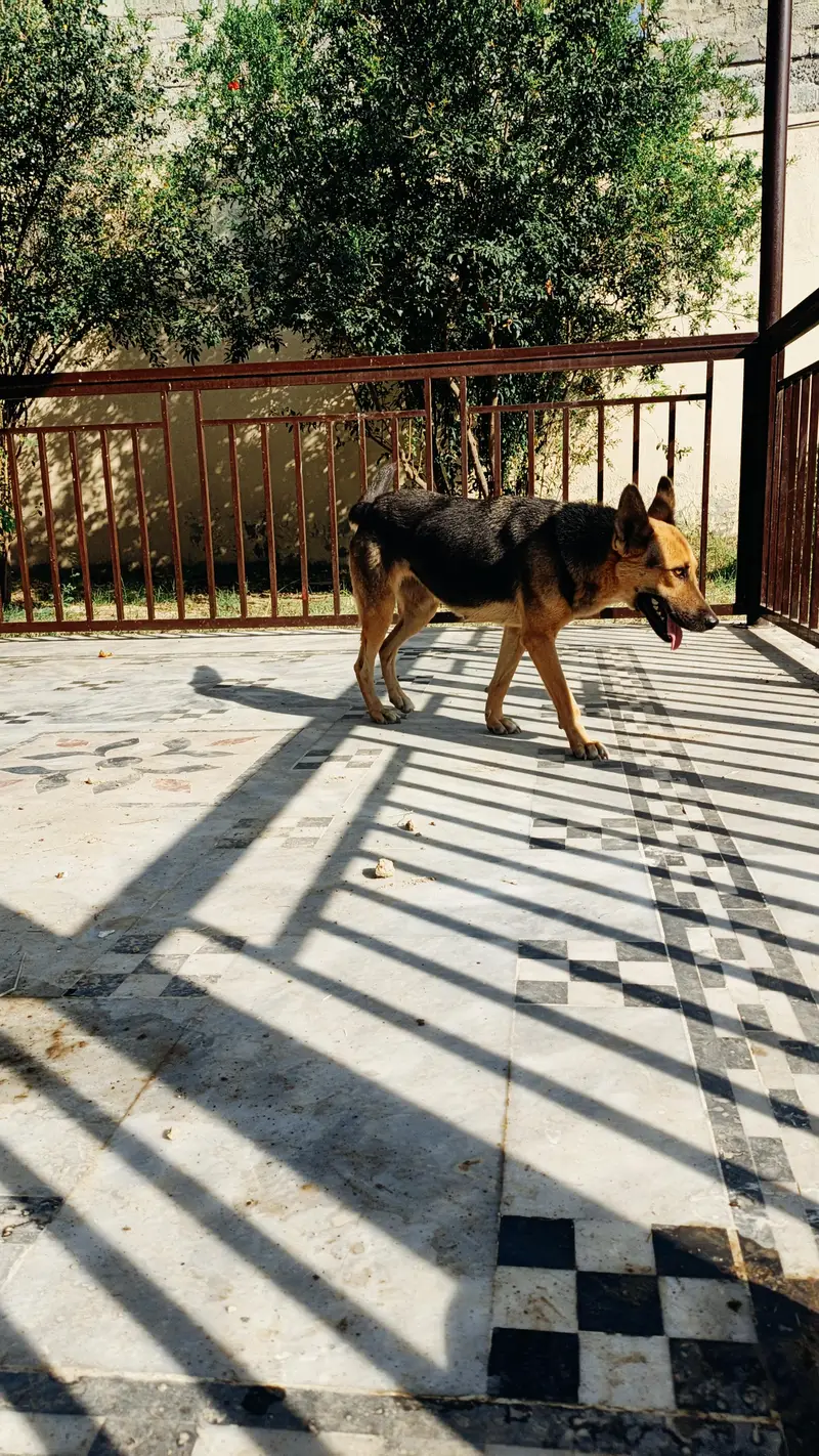 German shepherd female — photo 8