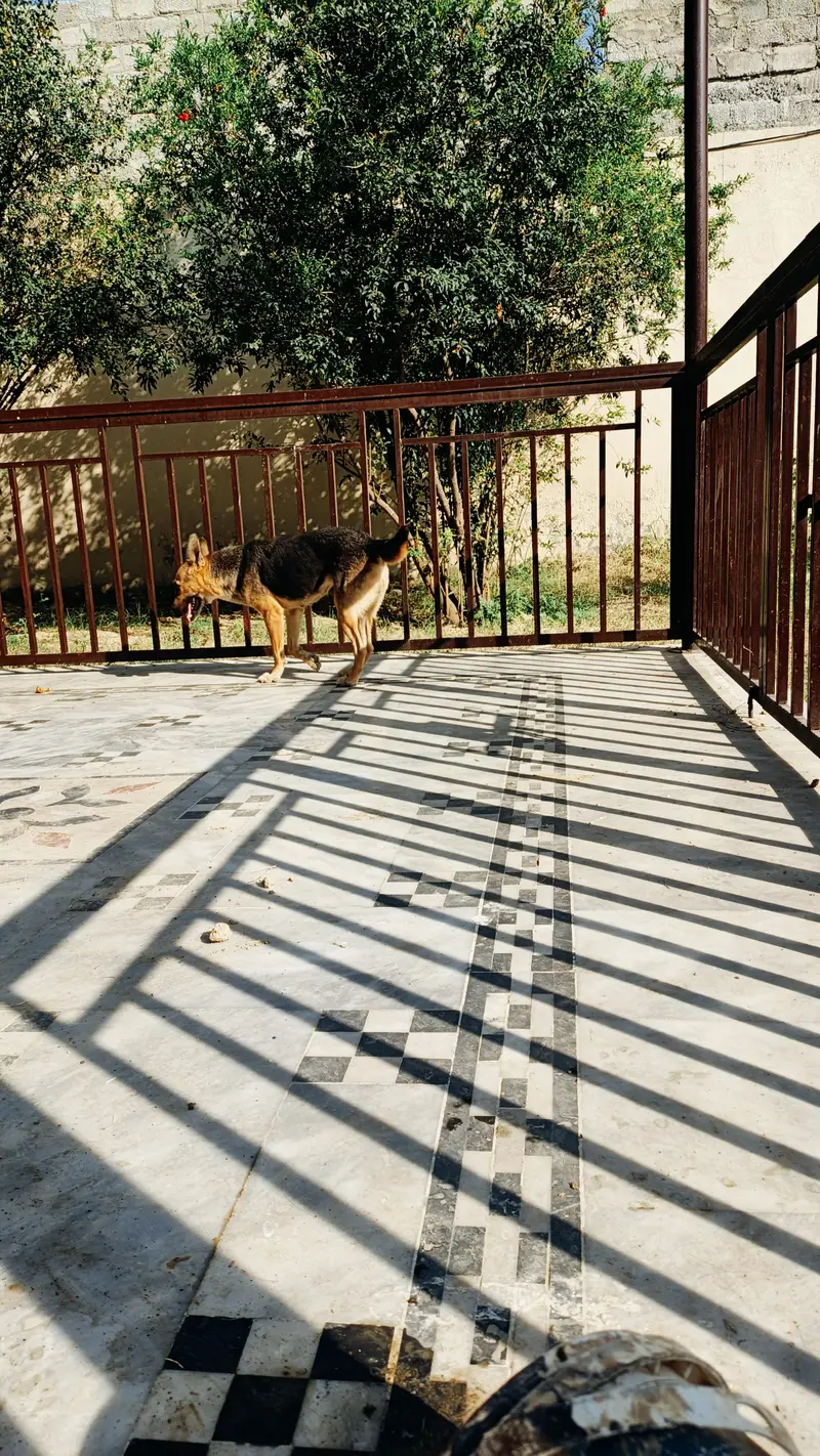 German shepherd female — photo 9