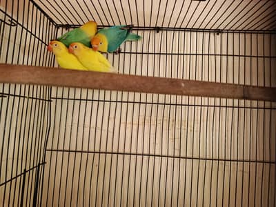 parblue and cremino with cage