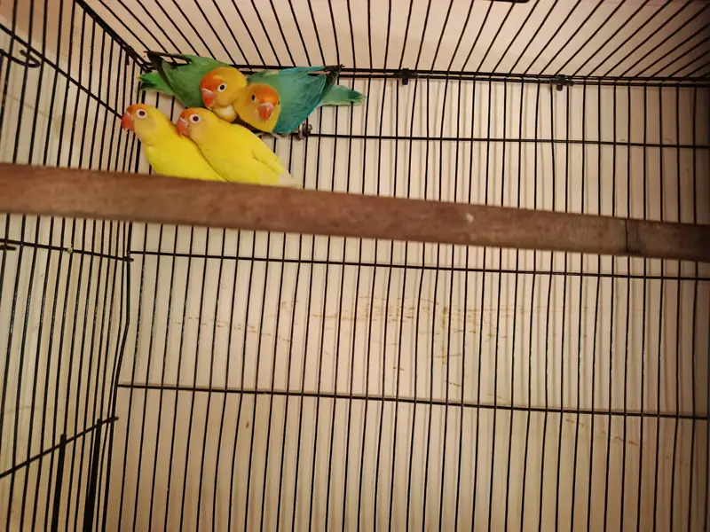 parblue and cremino with cage — photo 2