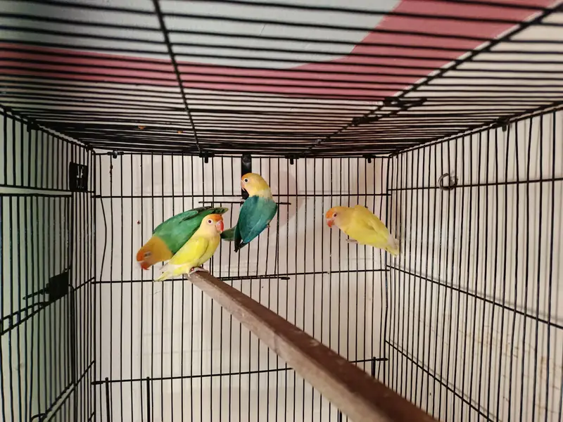 parblue and cremino with cage — photo 3
