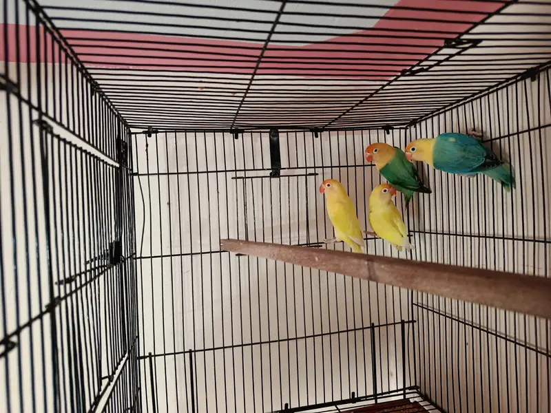 parblue and cremino with cage — photo 4