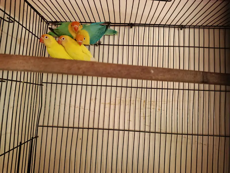 parblue and cremino with cage — photo 5