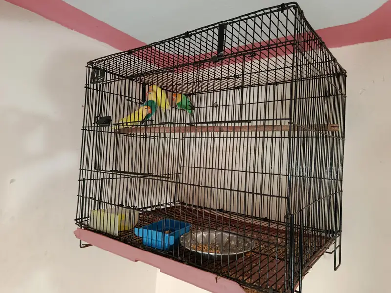 parblue and cremino with cage — photo 6