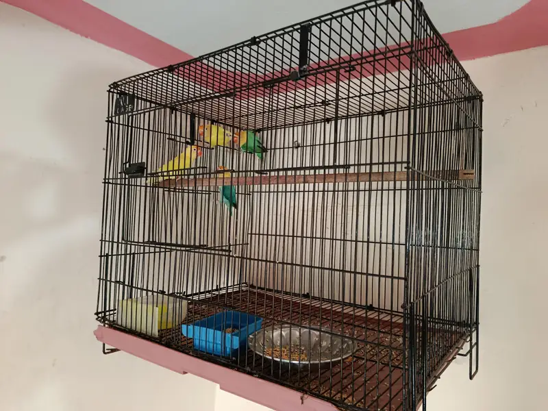 parblue and cremino with cage — photo 7