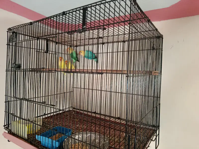 parblue and cremino with cage — photo 8
