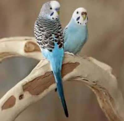 Breeder Pair
