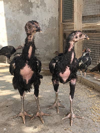 Aseel Lakha Chicks Age is 2 Months – Healthy & Active | Best Quality