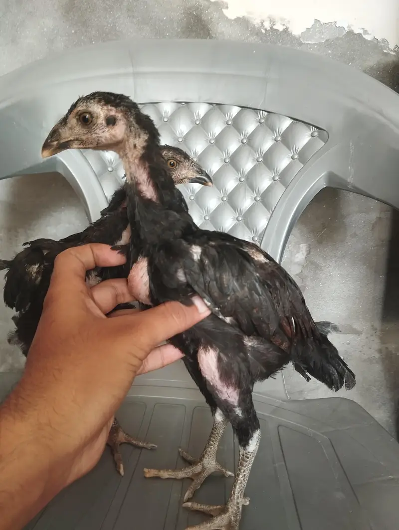 Aseel Lakha Chicks Age is 2 Months – Healthy & Active | Best Quality — photo 7