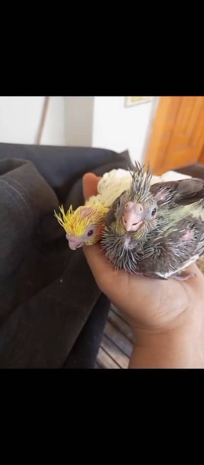 one breader coctiel in 6000 rRs one chick 5000 Rs