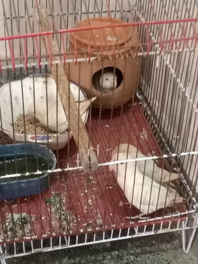 Breeder 1 pair red eyes Albino 1 pair black eyes split blue