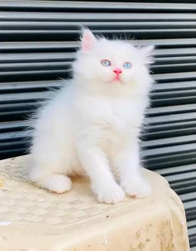 cat baby for sell white colour