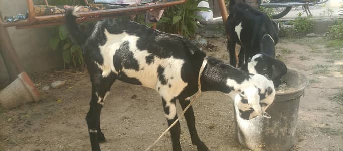 3 pure beetal desi path urgent for sale