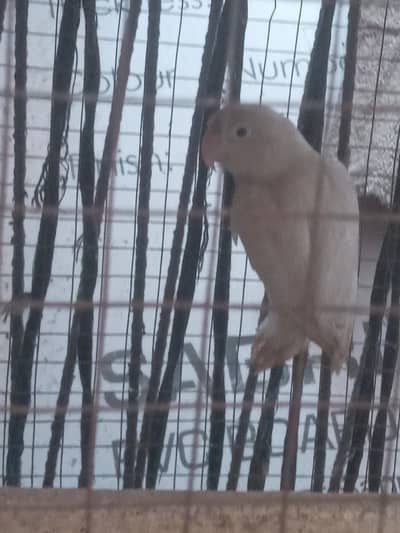 very good quality albino black eye female