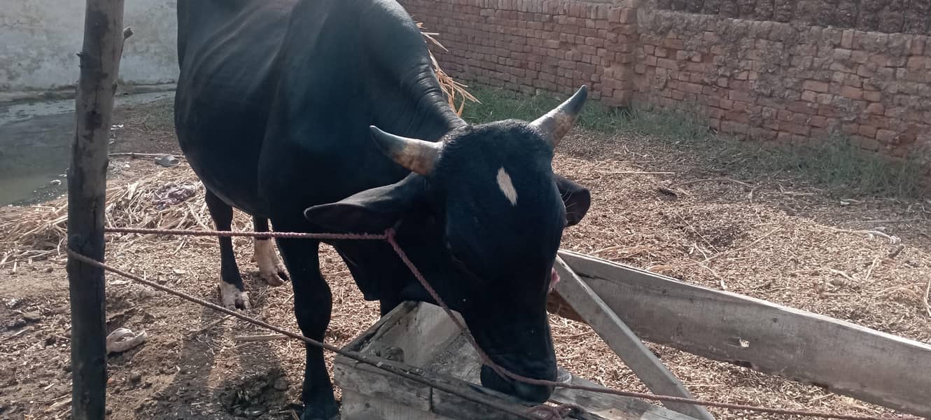 وچھا براے فروخت 2