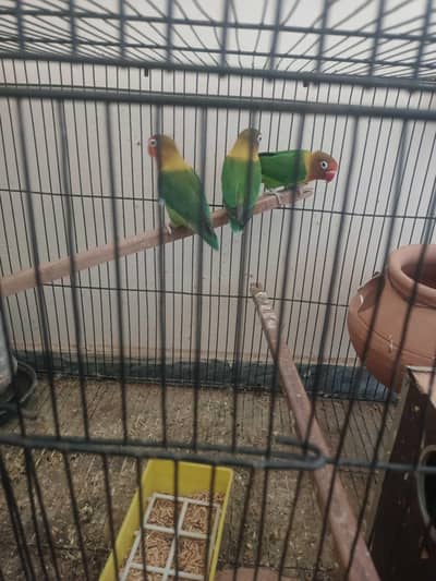 Love Birds Parrots Pair Breeder for Sale