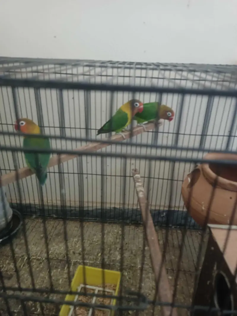 Love Birds Parrots Pair Breeder for Sale — photo 2