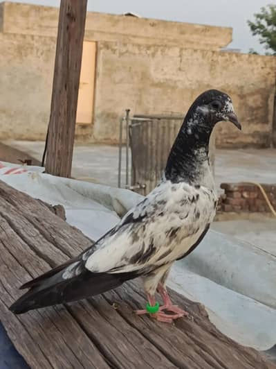 best pigeon for sale