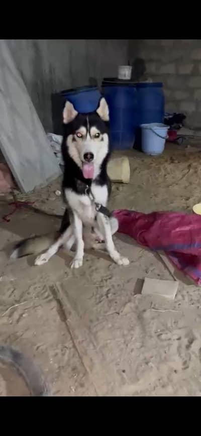 Siberian Husky Breeder Male for sale