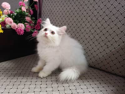 Friendly kiten female wash ROOM tarain full health  and active