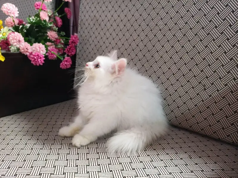 Friendly kiten female wash ROOM tarain full health  and active — photo 2