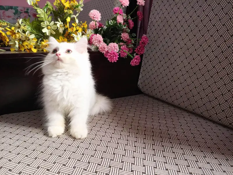 Friendly kiten female wash ROOM tarain full health  and active — photo 3